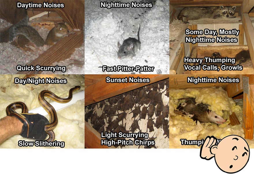 What's that sound? - Identifying Animals by the Noises They Make in Your  Home
